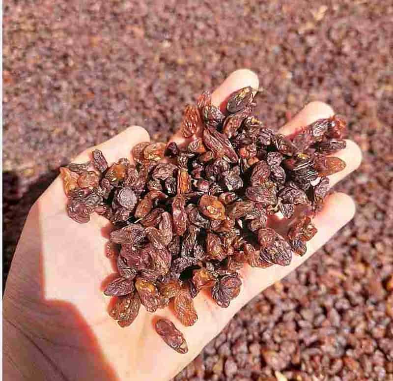 کشمش ضایعاتی